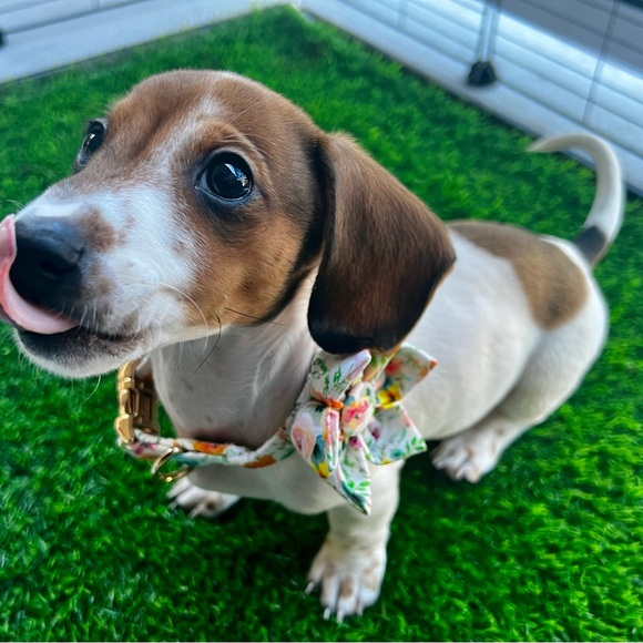 Meet your posher - Picture 2 of 5